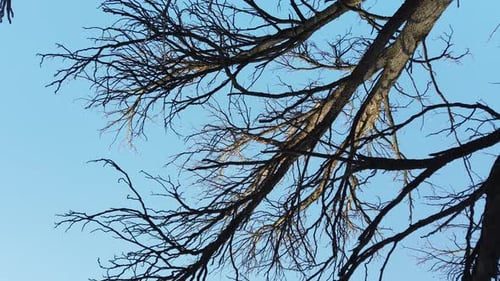 Branches d'arbres 6