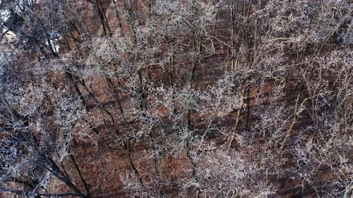 Aerial view of winter forest, Aerial view of the winter forest from above