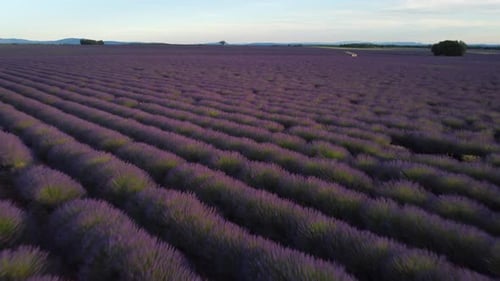 Valensole Lavendelfeld Luftaufnahme