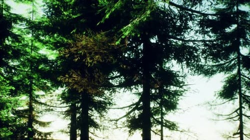 Green Cone Trees in Bright Sun Light