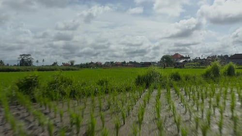Aerial View of Green Rice Field on Cloudy Day