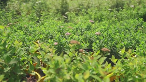 Dolly Shot Of Garden Plants Under Sunlight