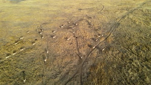 Wild Saiga Antelope Running. Herd of Antelope Running on Steppes To River. Hdr Slow Motion