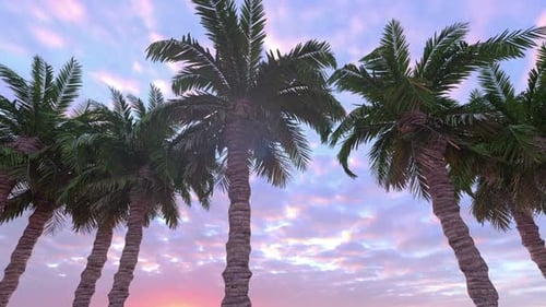 Motion Through Palm