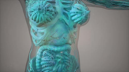 Anatomy Tomography Scan of Human Body