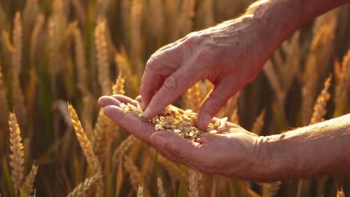 Farmer's hands with grains in yellow field.