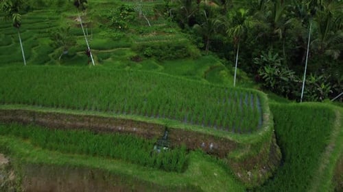 Farmer Collects Rice on Beautiful Rice Terrace