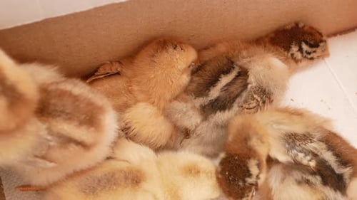 Kleine Küken Neugeborene Hühner in Box Geflügelzucht Zucht