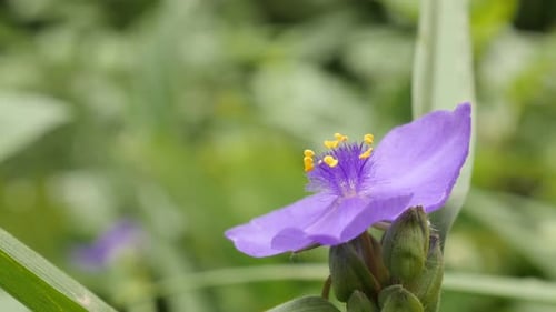 Details of Tradescantia virginiana garden plant 4K 2160p 30fps UltraHD footage - Purple spiderwort f