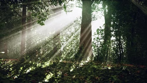 La lumière qui brille dans la nature