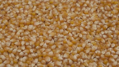 Corn mais cereal grain food