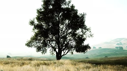 Old Linden Tree on Autumn Hill Meadowy