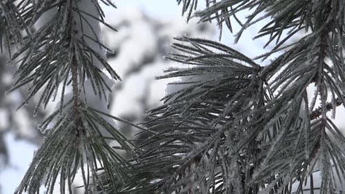 Winter 8