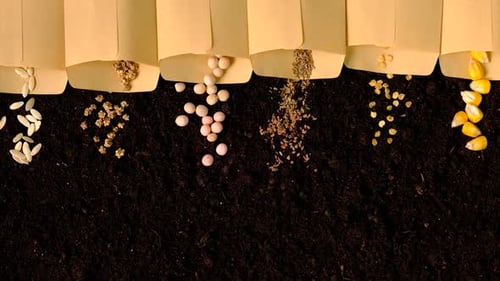 Seeds on the Soil for the Sowing Season