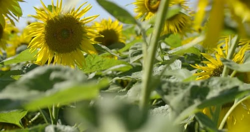 Bees On A Sunflower