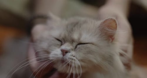 Close up hand of human playing with adorable cat, Slow motion shot