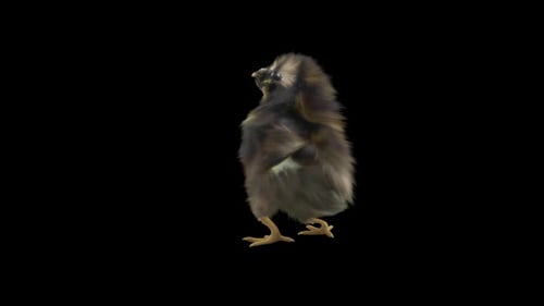 Adorable Fluffy Baby Chick Walking and Looking Around