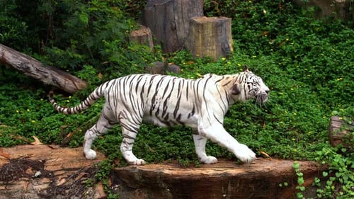 white bengal tiger walking in the forest