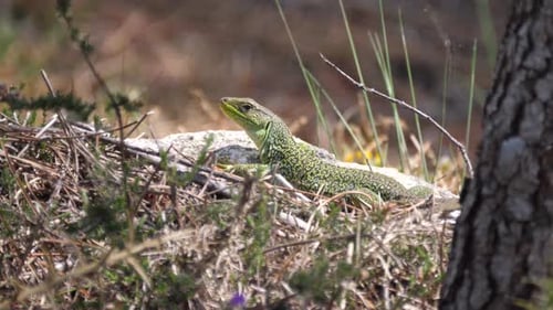 Lagarto ocelado en una roca en Sil Canyon