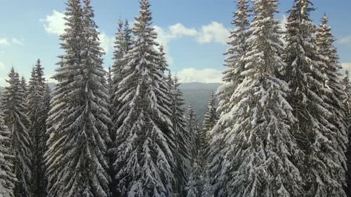 Aerial View of Tall Pine Trees Covered with Fresh Fallen Snow in Winter Mountain Forest on Cold