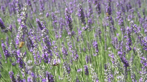 Lavender Field 2