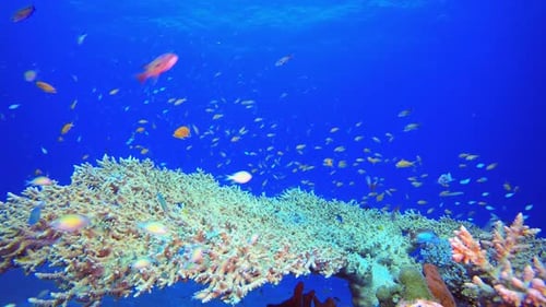 Tropical Underwater Reef Sea Fish