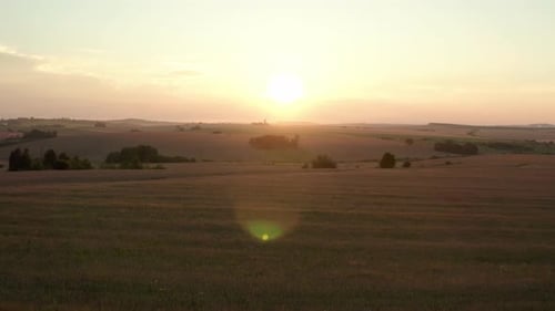 Aerial, Drone Flying Over a Wheat Field During Sunset