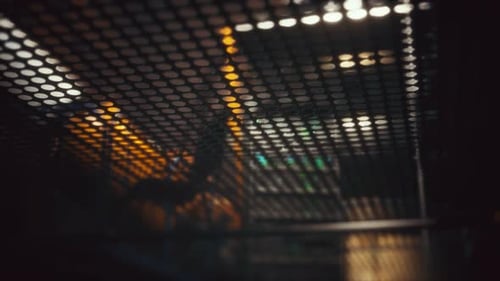 Under the Wire Floor in Spaceship