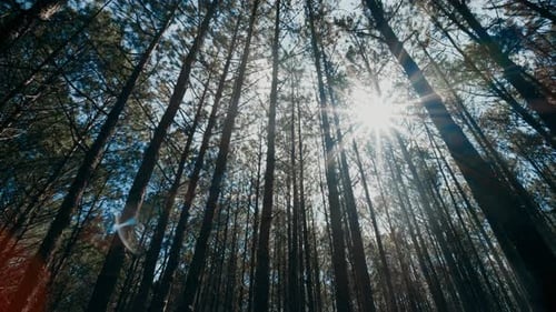 View up or bottom view of pine trees in the forest in sunshine