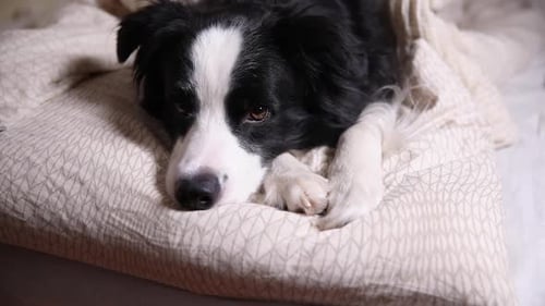 Black and White Dog Resting on Pillow in Bed