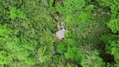 Aerial Top Down View River in Tropical Jungle Green Rainforest