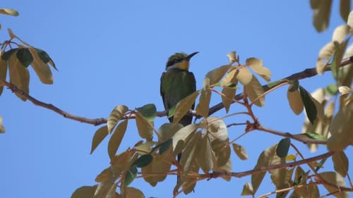 Bee-eater on a tree branch