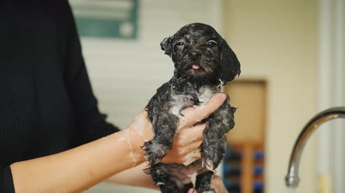 Wet Puppy Getting a Bath