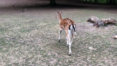 Young deer and deer running through the woods. Animals in a natural environment. Sika and fallow dee