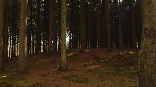 Vista panorámica del bosque