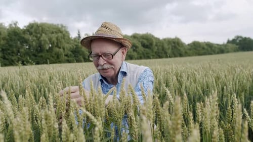Senior Farmer in Hat Examining Wheat Spikelets in a Field and Rejoices
