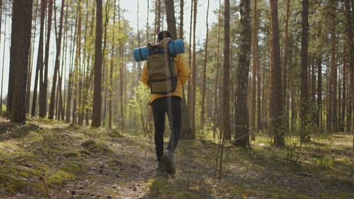 Hiker Walks Through Sunny Forest on Peaceful Journey
