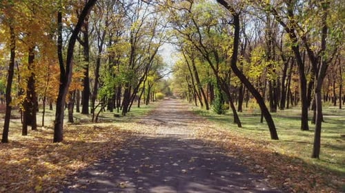 Alley in the autumn park
