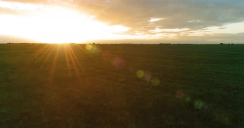 Flight Above Rural Summer Landscape with Endless Yellow Field at Sunny Summer Evening