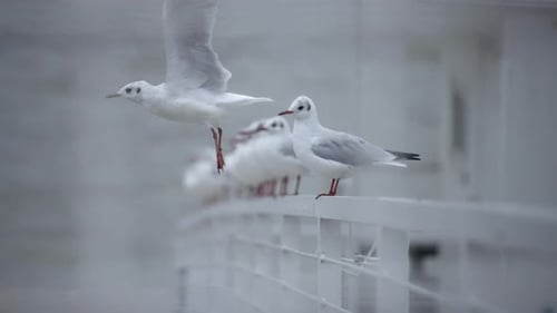 Nahaufnahme einer weißen Möwe, die davonfliegt
