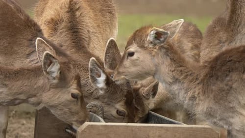 Gruppe junger süßer Hirsche, die zusammen im Freien auf dem Bauernhof essen, Nahaufnahme in Zeitlupe