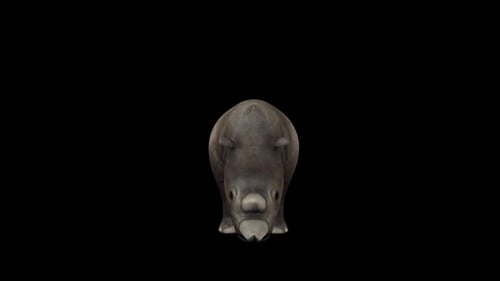 Animated 3D Rhinoceros with Head Movement