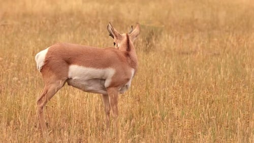 Pronghorn in Yellowstone National Park