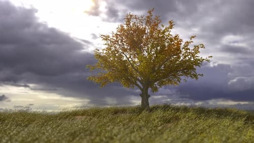 Lonely Autumn Tree