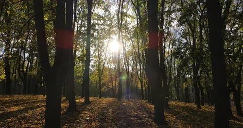 Sun Shining Through Trees in Autumn Forest