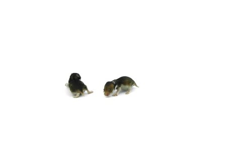 Newborn Hamster Pups Moving on White Surface