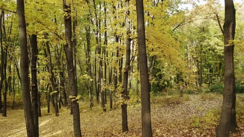 Filmación en el bosque Principios de otoño Bosques mixtos Coníferas verdes y amarillas