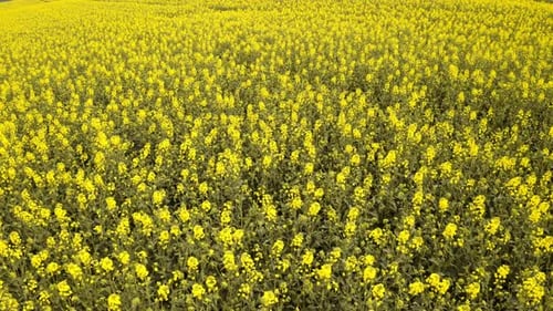 Luftaufnahme von üppigen Rapsfeldern mit sich im Wind wiegenden Blumen