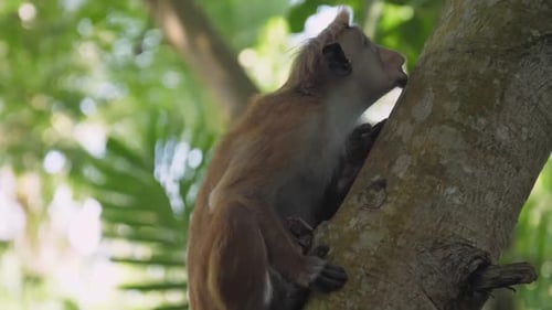 Monkey Relaxing on Tree Branch in Jungle