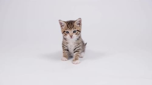 Little Striped Kitten Sits on White Studio Background and Looks Into the Camera